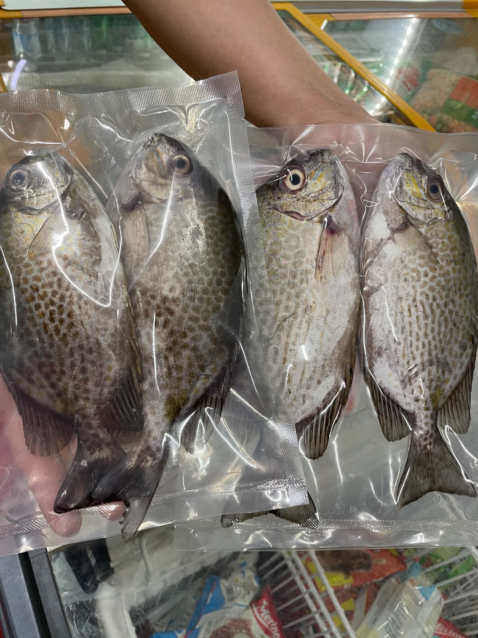 Cá Dìa (3-5 con / kg) - Ảnh 3