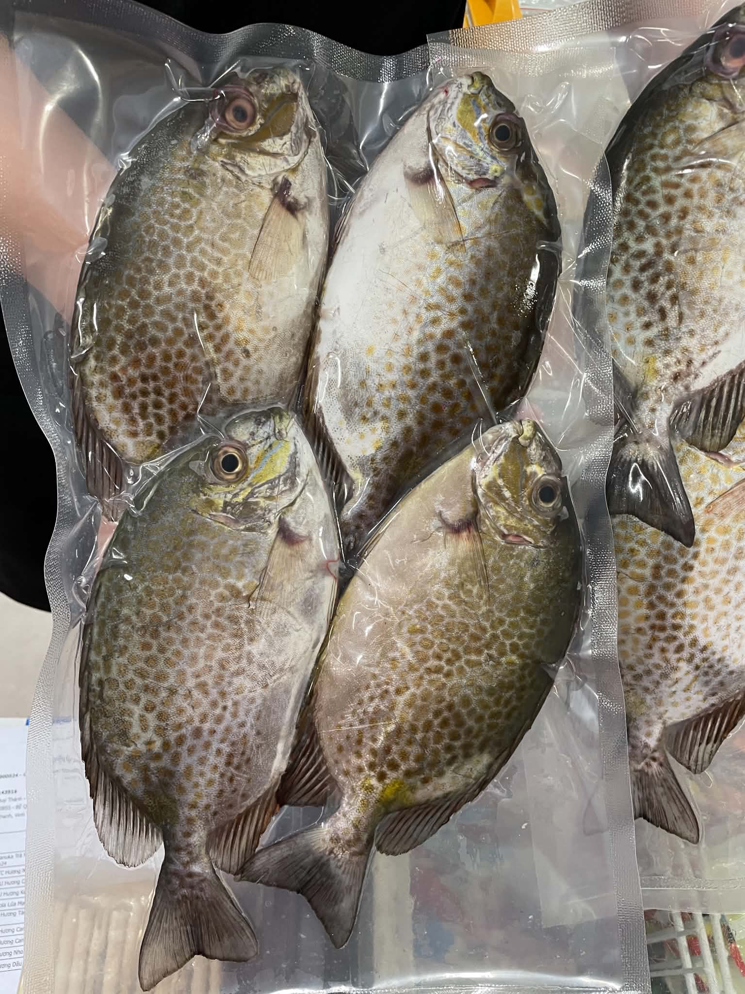 Cá Dìa (3-5 con / kg)